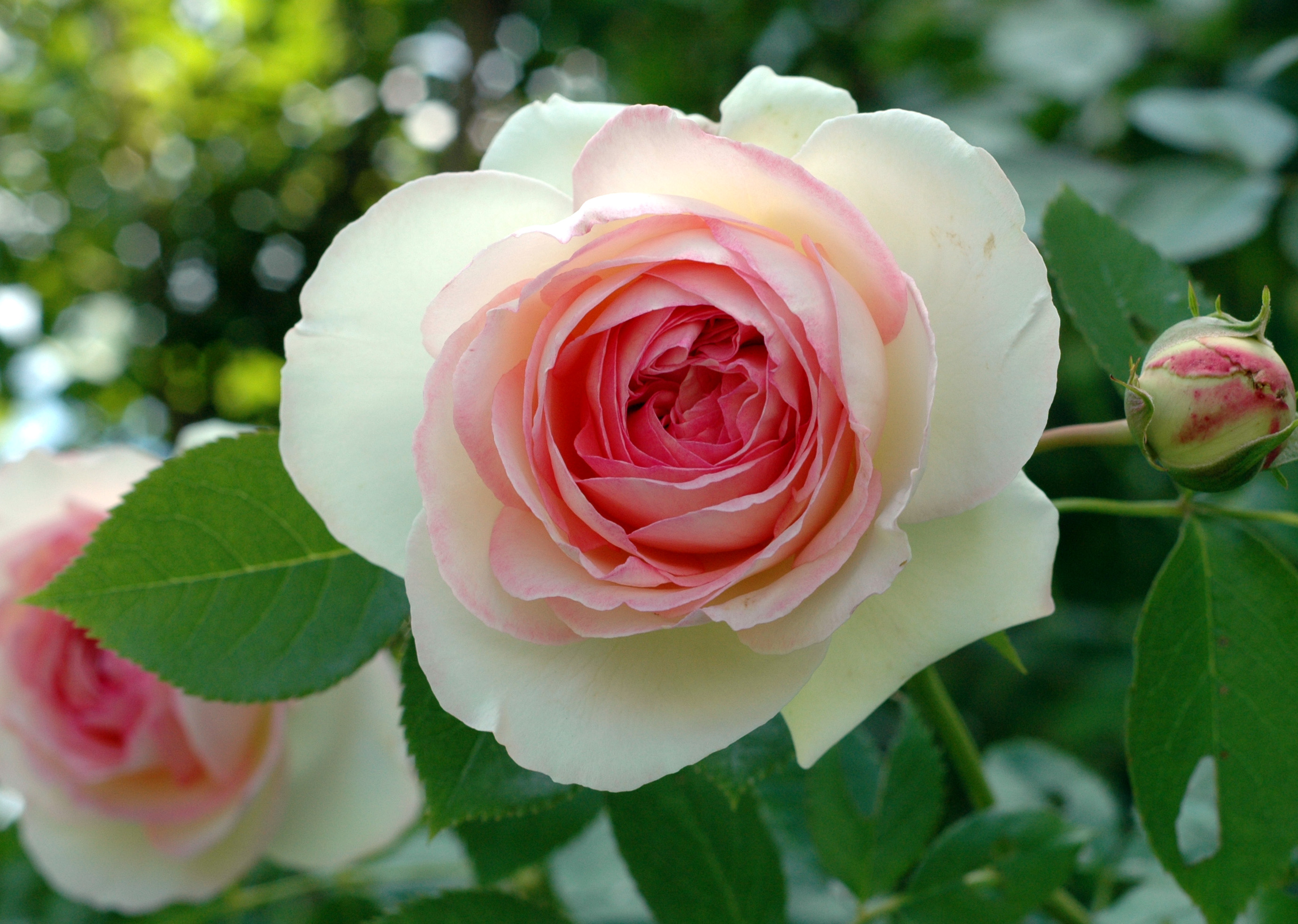 ROSES