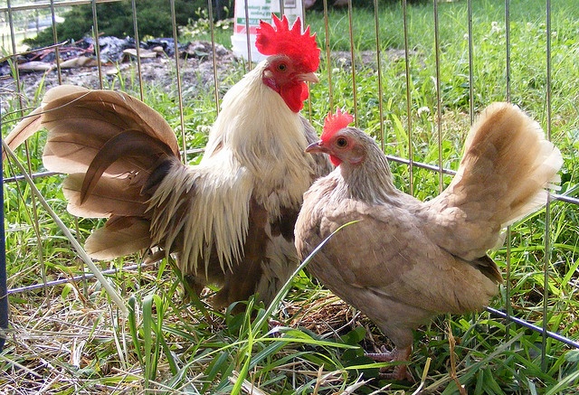 Găini şi cocoşi 