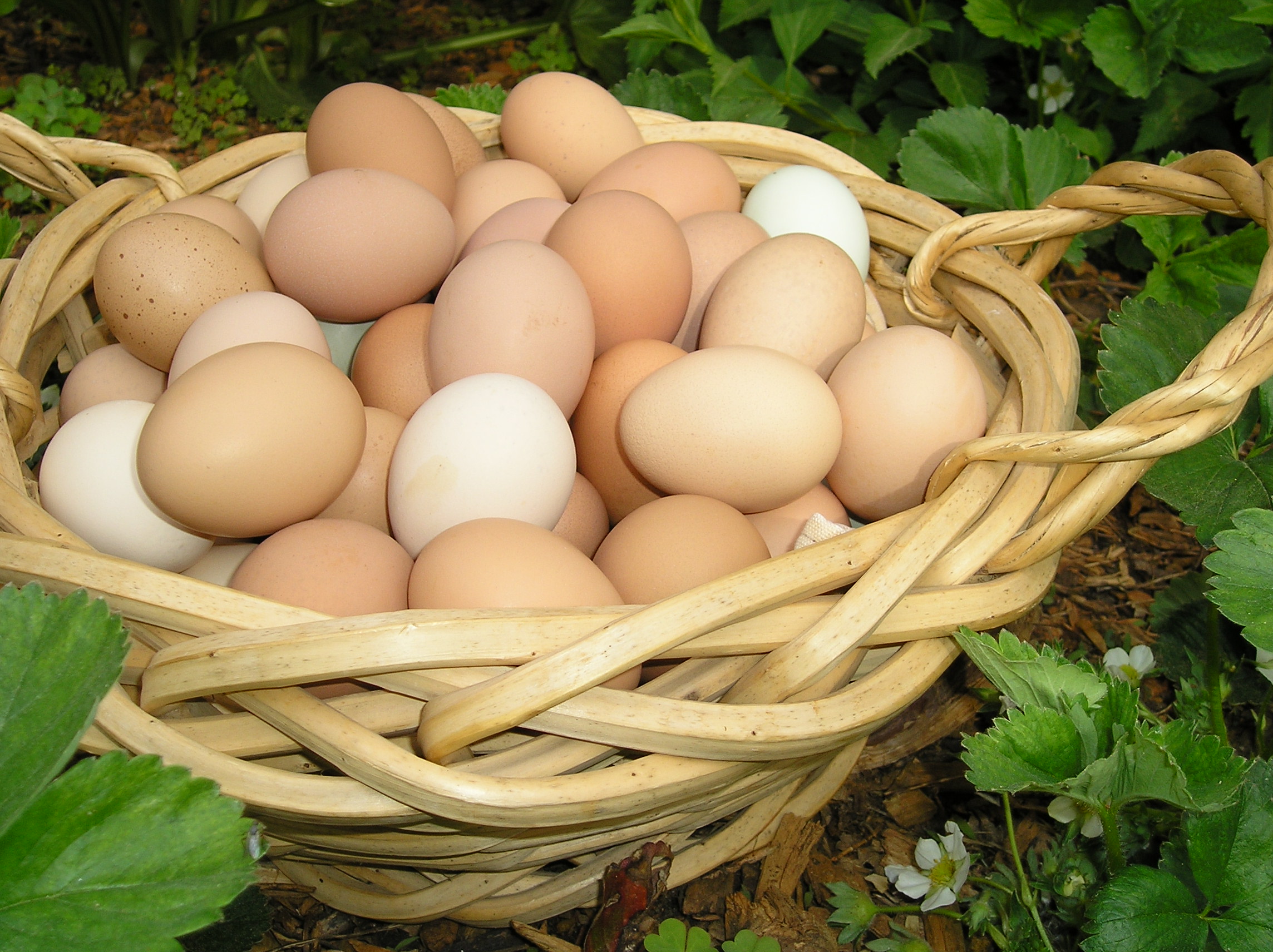 CHICKEN EGGS