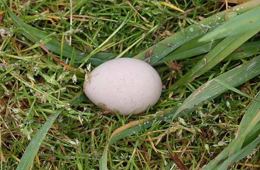 PHEASANT EGGS