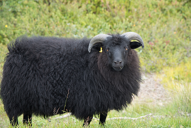 OVIS<br /><span>Oi Pentru Lână</span>