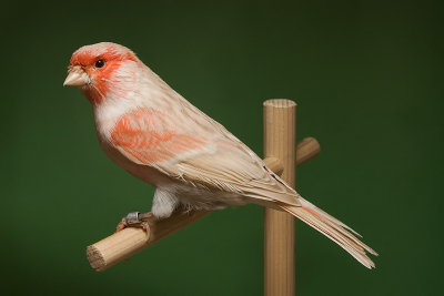 Canari