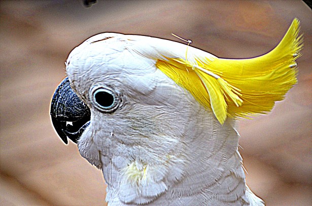 Cacadu