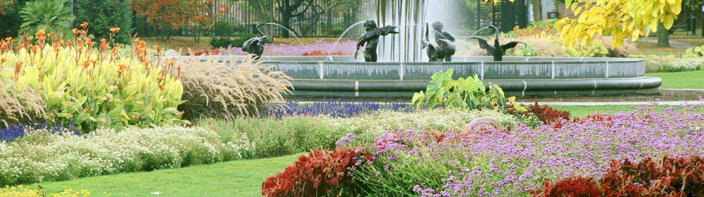Plante ornamentale Erbacee & Suculente