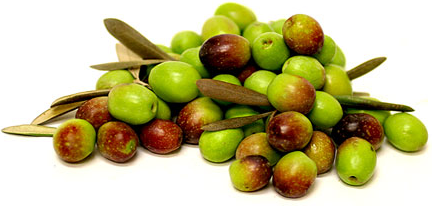 OLIVES