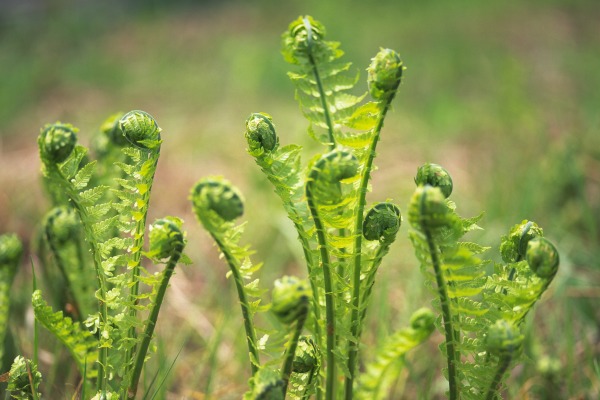 Ferns