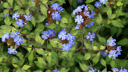 CERATOSTIGMA