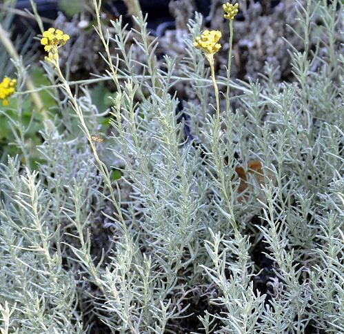 HELICHRYSUM