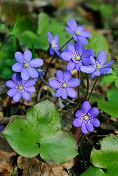 HEPATICA