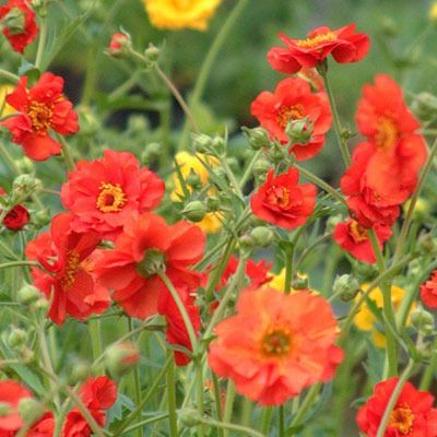 GEUM