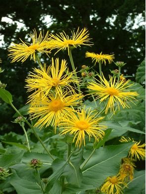INULA