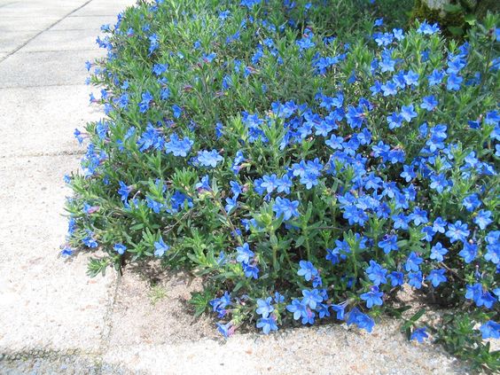LITHODORA