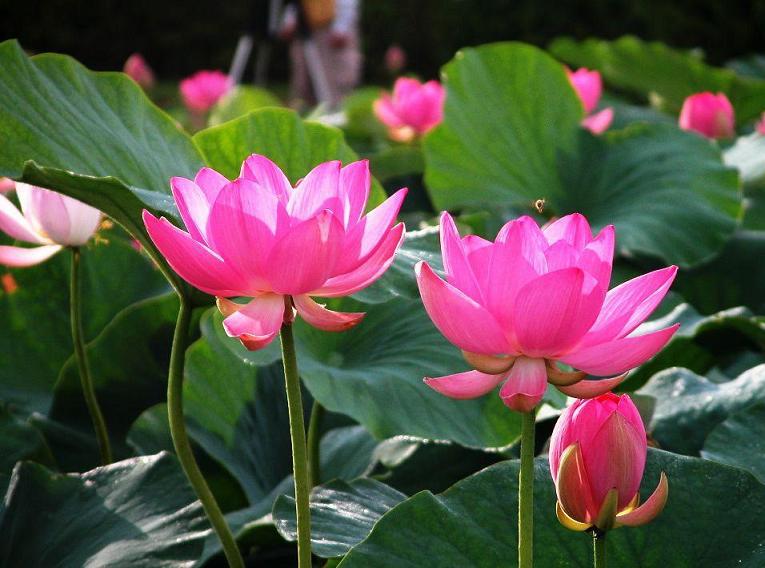 LOTUS