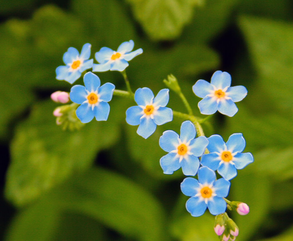 MYOSOTIS<br /><span>Water Forget-Me-Not</span>