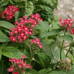 PENTAS