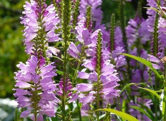 PHYSOSTEGIA