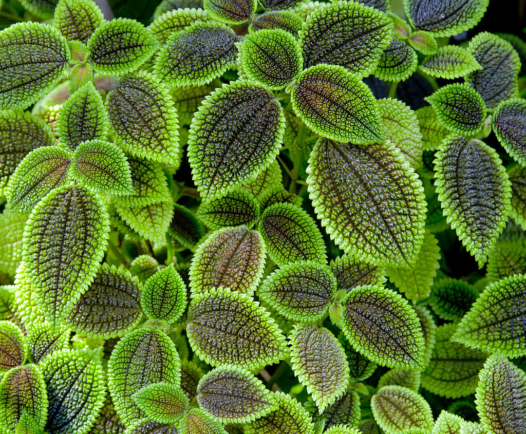 PILEA