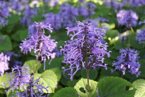 PLECTRANTHUS