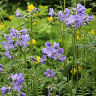 POLEMONIUM<br /><span>Jacob`s Ladder</span>