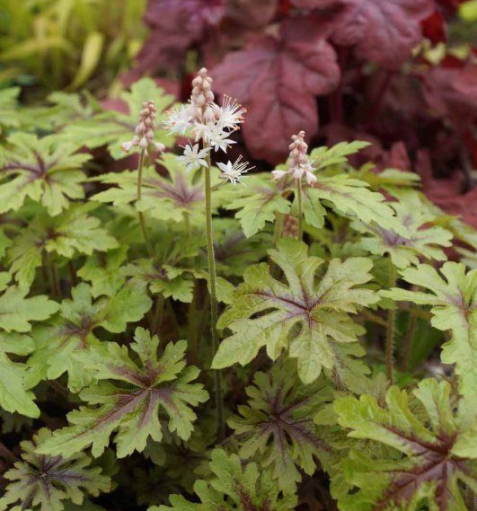 TIARELLA