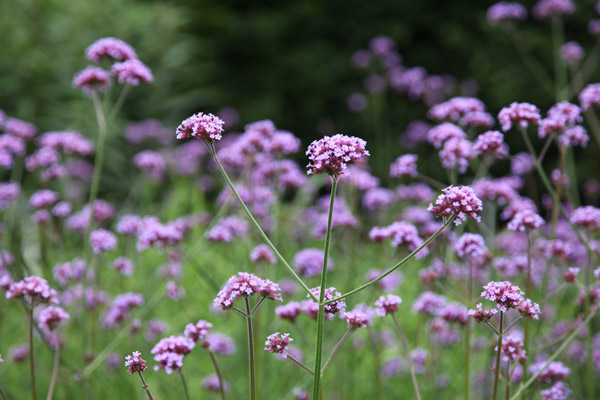 VERBENA<br /><span>Verbena, Perenă</span>