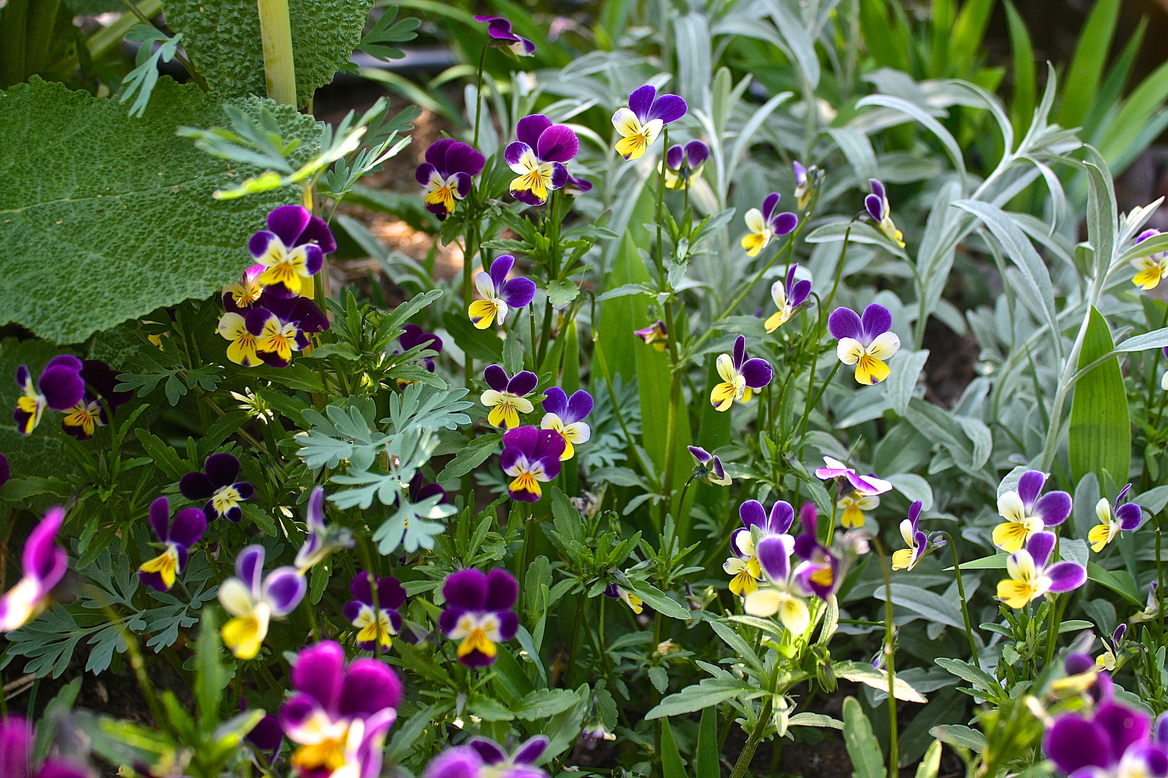 VIOLA<br /><span>Panseluțe</span>