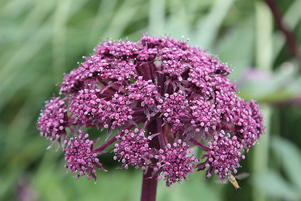 ANGELICA
