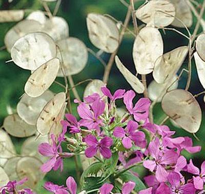 LUNARIA