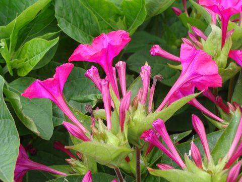 MIRABILIS