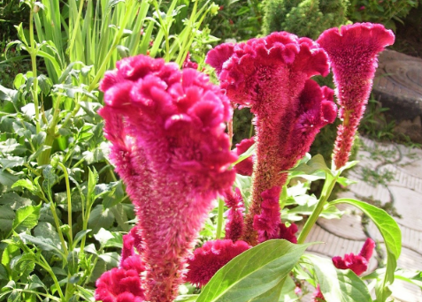 AMARANTHUS<br /><span>Love-Lies-Bleeding</span>