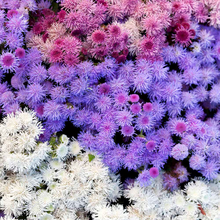 AGERATUM