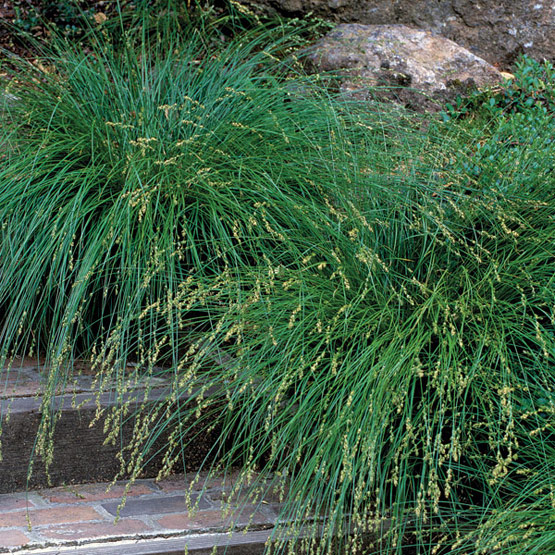 CAREX