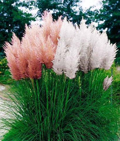 CORTADERIA
