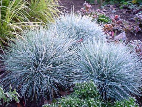 FESTUCA