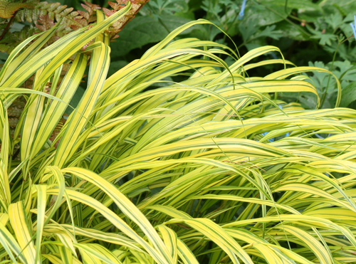 HAKONECHLOA