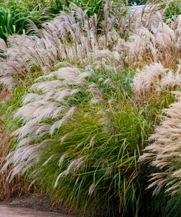 MISCANTHUS