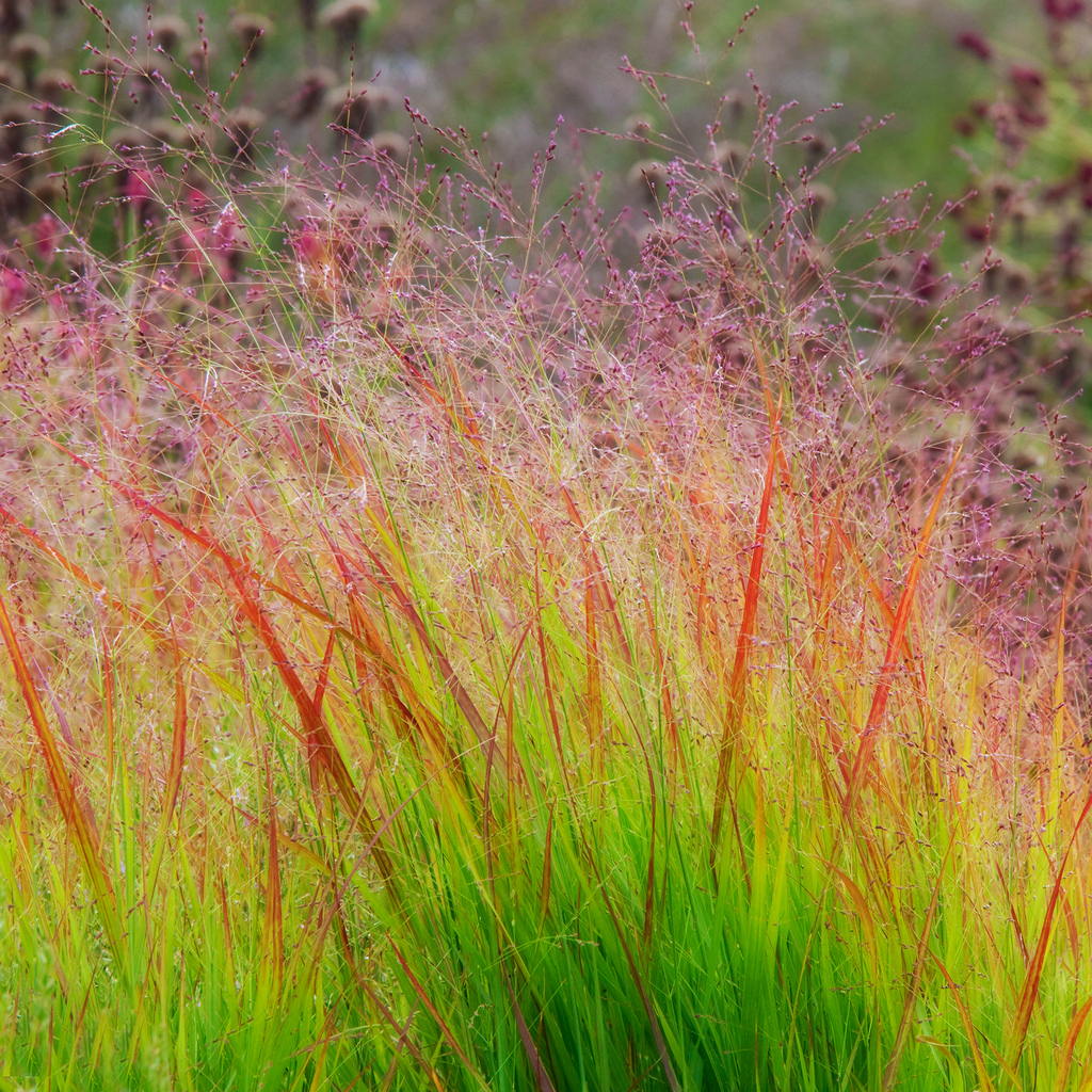 PANICUM