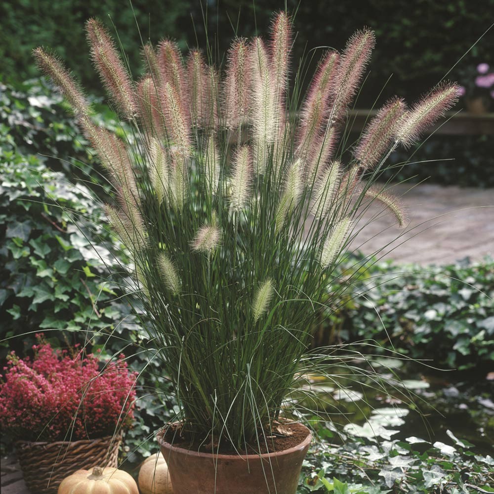 PENNISETUM