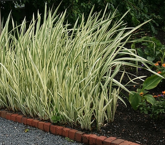 PHALARIS