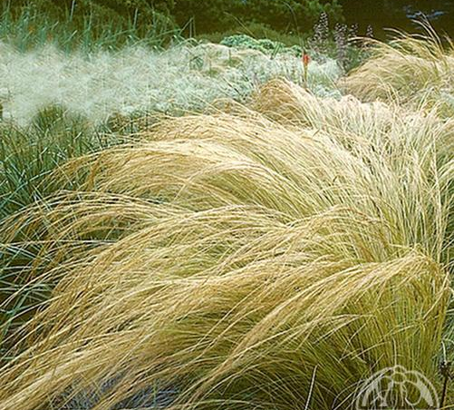 STIPA