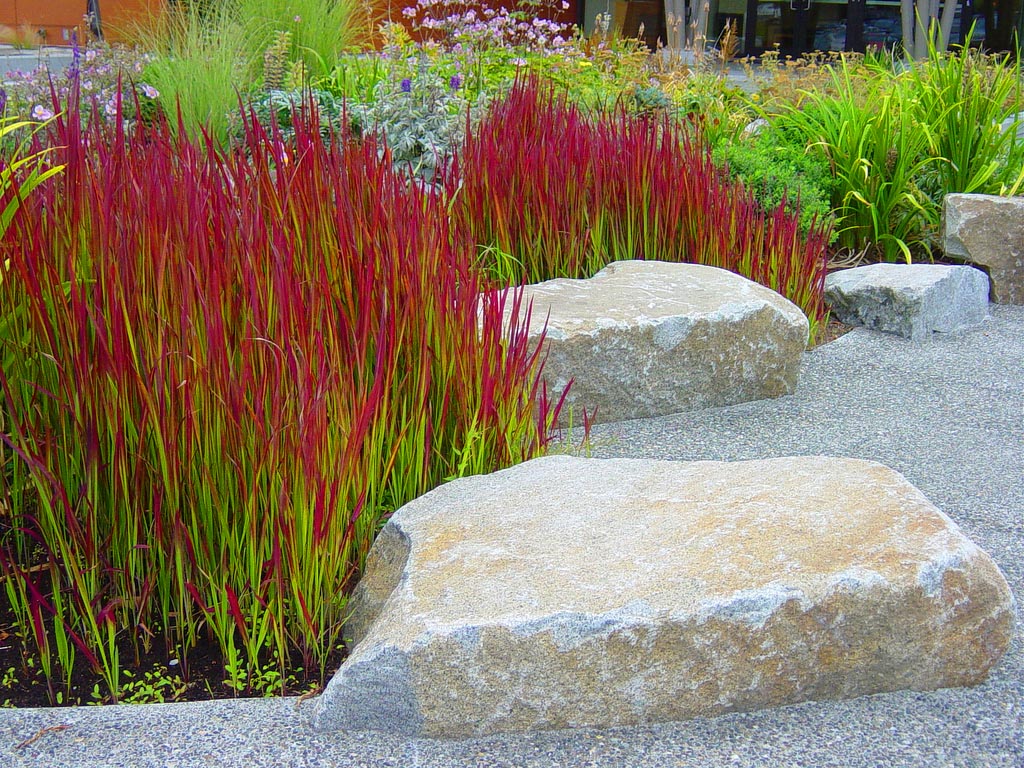 IMPERATA