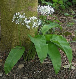 ALLIUM<br /><span>Leurdă</span>