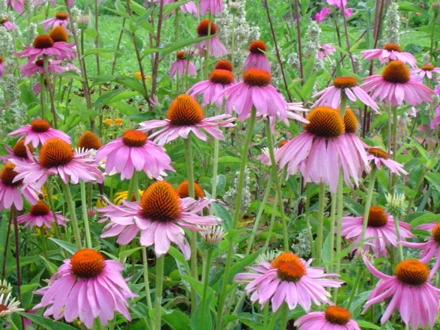 ECHINACEA