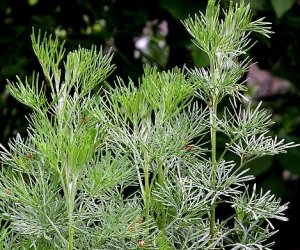 ARTEMISIA<br /><span>Lemnul Domnului</span>