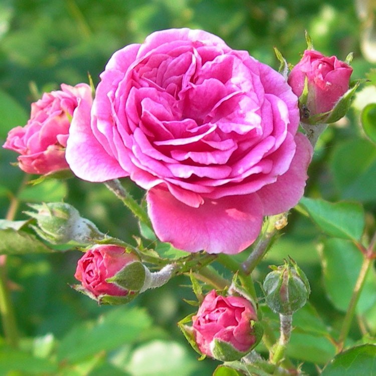 ROSA<br /><span>Trandafir Pentru Dulceaţă</span>