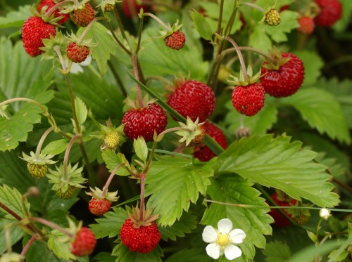 FRAGARIA<br /><span>Frag</span>