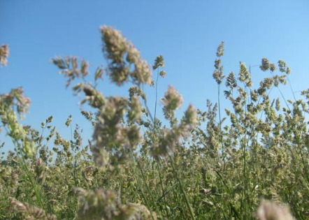 DACTYLIS<br /><span>Cocksfoot</span>