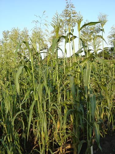 SORGHUM