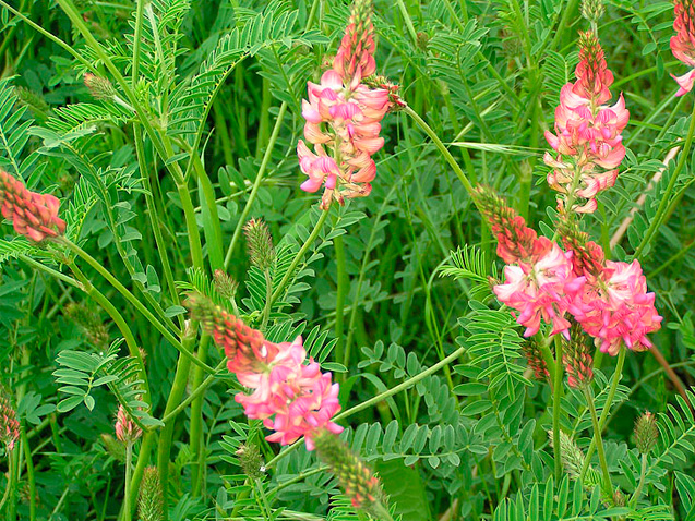 ONOBRYCHIS<br /><span>Common Sainfoin</span>