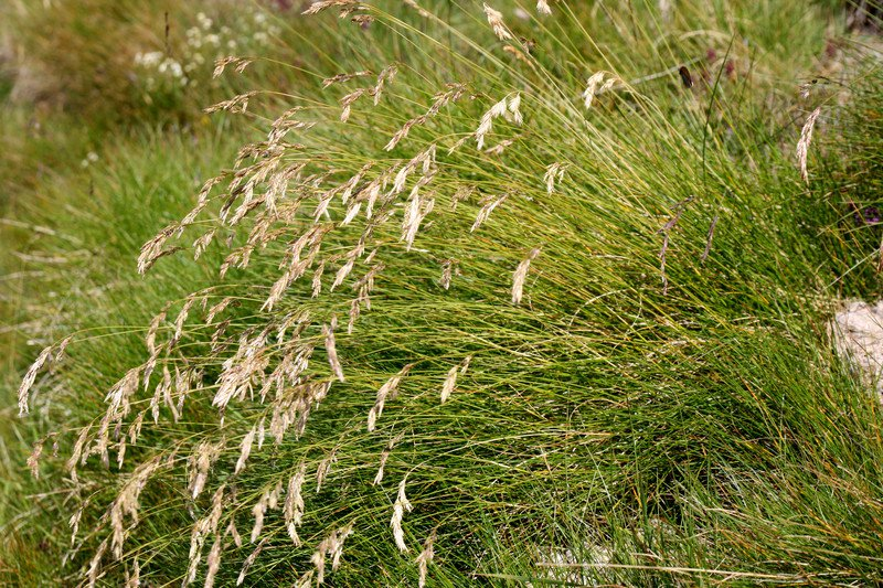 FESTUCA<br /><span>Păiuș De Livezi</span>